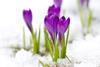 Purple crocus flowers surrounded by light icy snow