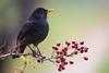 A male blackbird perched on a branch with berries