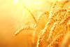 Dry and golden wheat plants against a golden background