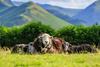 Herdwick sheep