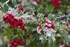 A branch of frosted ivy laden with berries