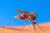 image - brown mosquito