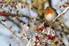 Robin sitting on snowy branch laden with red berries