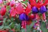 Fuchsine - named after the blue-red fuchsia