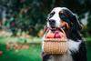 Bernese mountain dog posing with apples in green garden. Full basket of apples in the dog's mouth