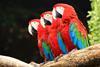 An image showing a group of three red macaws sitting on a branch