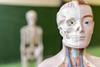 A human anatomical model in a classroom