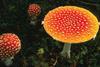 Fly agaric (Amanita muscaria) mushrooms - the basic ingredient of ancient ritual drinks
