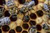Close up of honey bees on honey combs