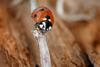 Photo of a ladybird standing on a twig