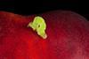 A small green inchworm caterpillar walking on a large red fruit