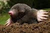 A mole emerging from a mound in lawn at night