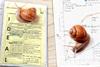 Snails crawling over science worksheets that have been completed by students