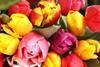 Close up of tulip flowers in red, yellow and pink