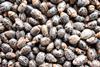 Castor oil seeds – ricinus communis