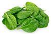 Picture of fresh spinach leaves