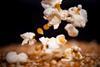 Popcorn popping from kernels
