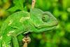 A green chameleon