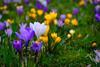 Crocuses