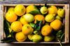 Oranges and lemons image