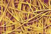 Scanning electron micrograph (SEM) of a mesh of paper fibres