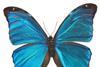 Bright blue butterfly