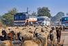 A herd of sheep in a rural road in India with traffic building up behind them