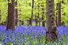 Bluebell woods