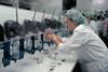 A row of horseshoe crabs in a lab where a woman in a lab coat and hair covering is extracting their blue blood