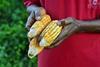 An African farmer holding corn crop