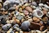 Close-up view of shells and pebbles on the beach at Great Yarmouth