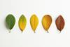 Five leaves representing different stages of turning brown, from completely green to yellow to fully brown