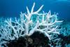 Branching staghorn coral bleached white on the Great Barrier Reef
