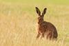Hare sitting in grass field