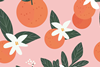 Illustration of whole oranges, orange blossoms and leaves 
