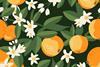 Illustration of oranges and orange blossom 