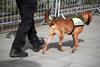 Police explosives sniffer dog and handler walking down street