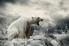 Polar bear and melting ice