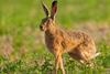 Hare standing in field