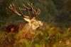 Stag deer standing in the woods with autumn sun shining on his face 