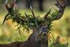 Stag with lots of ferns over his antlers 