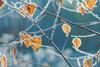 Autumn leaves and branches covered in frost