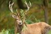 Stag with some ferns across one antler and covering his left eye 