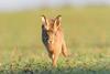 Hare running through field 