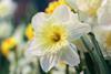 One white daffodil with slight yellow centre