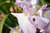 Lilac iris flower with ladybird crawling out of it