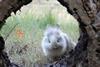 An image showing a rabbit looking at a rabbit hole