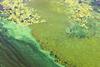 A patterned bloom of green-yellow algae sits at the surface of a river, pond or lake