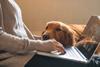 Person working on laptop with a golden retriever dog looking over their arm 
