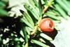 yew tree berry and needle - natural products offer myriad life-saving medicines